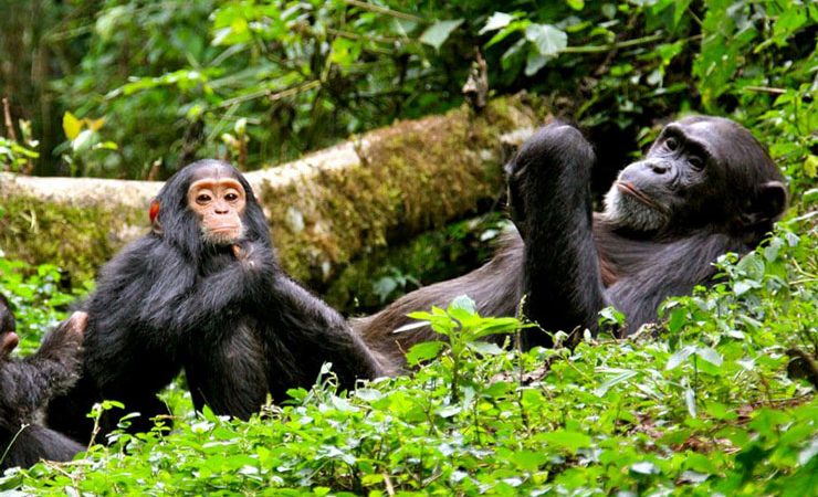 A family of chimpanzee in Nyungwe national park Rwanda