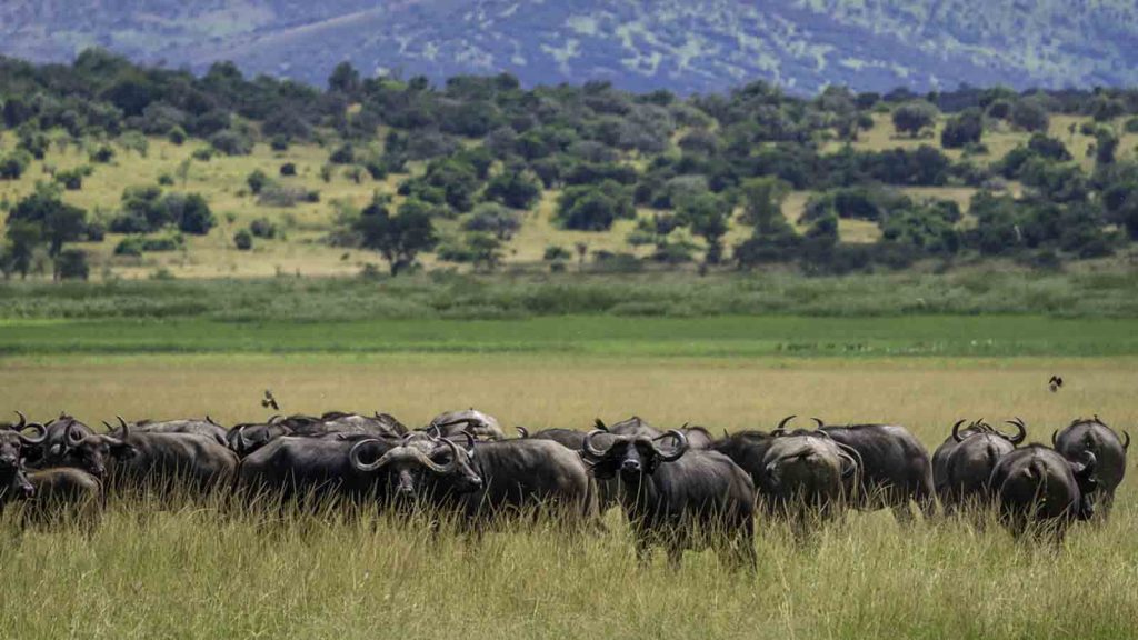A herd of buffaloes in Akagera national park Rwanda. 