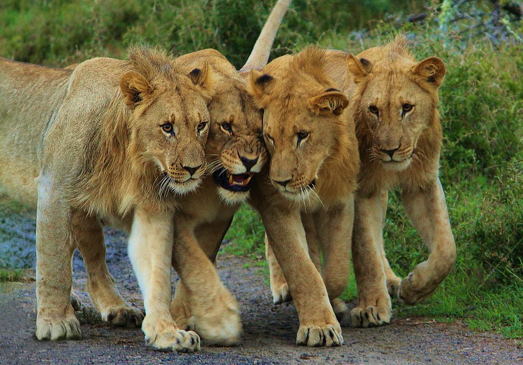  A pride of lions in Akagera national park Rwanda