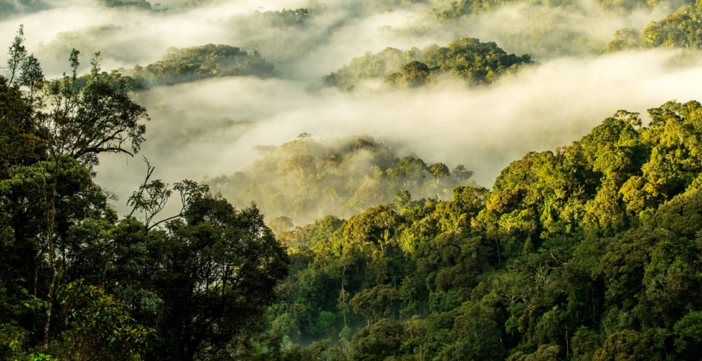 mist at Nyungwe forest Rwanda