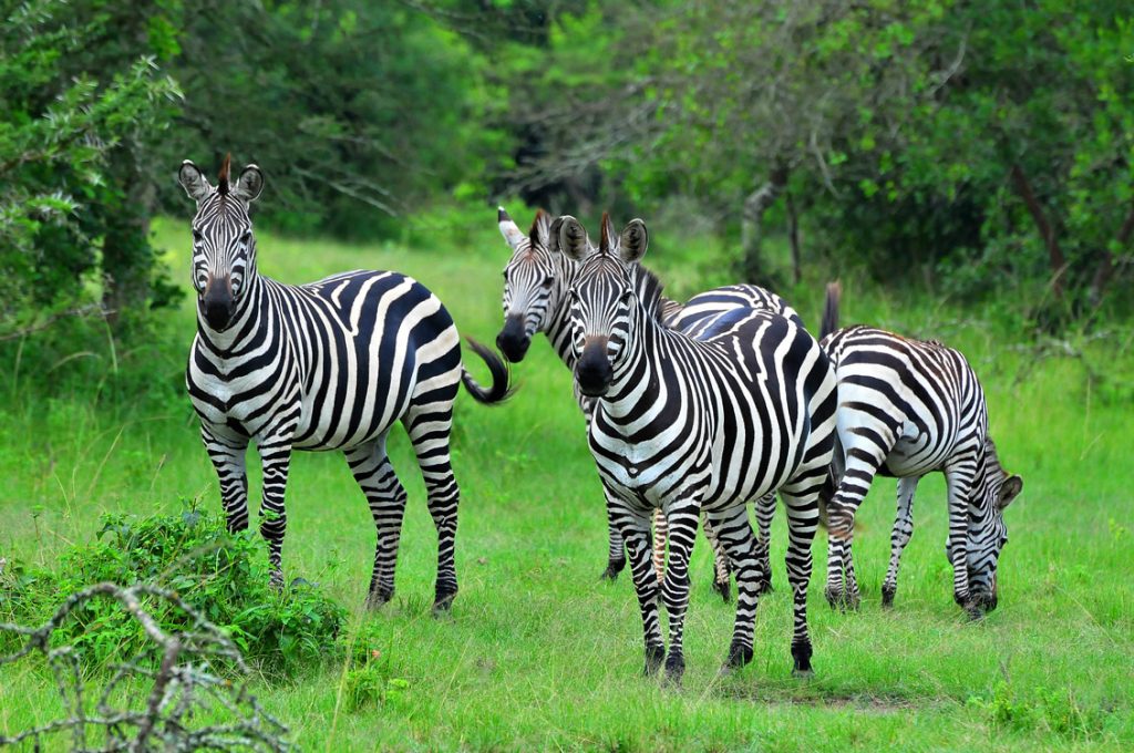 A dazzle of zebras Lake Mburo national park Uganda