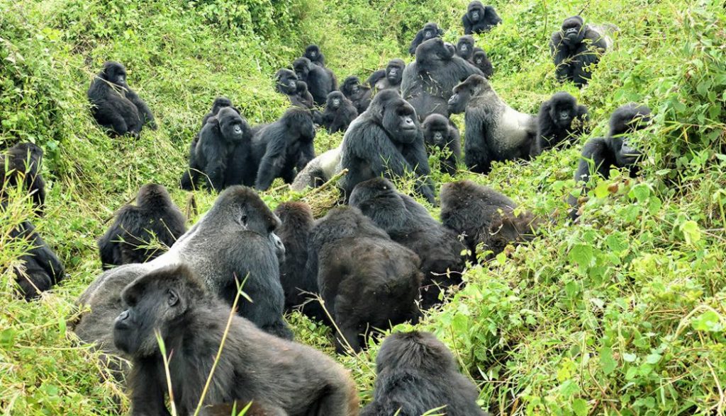 A-family-of-gorillas-bwindi-Forest-Uganda.