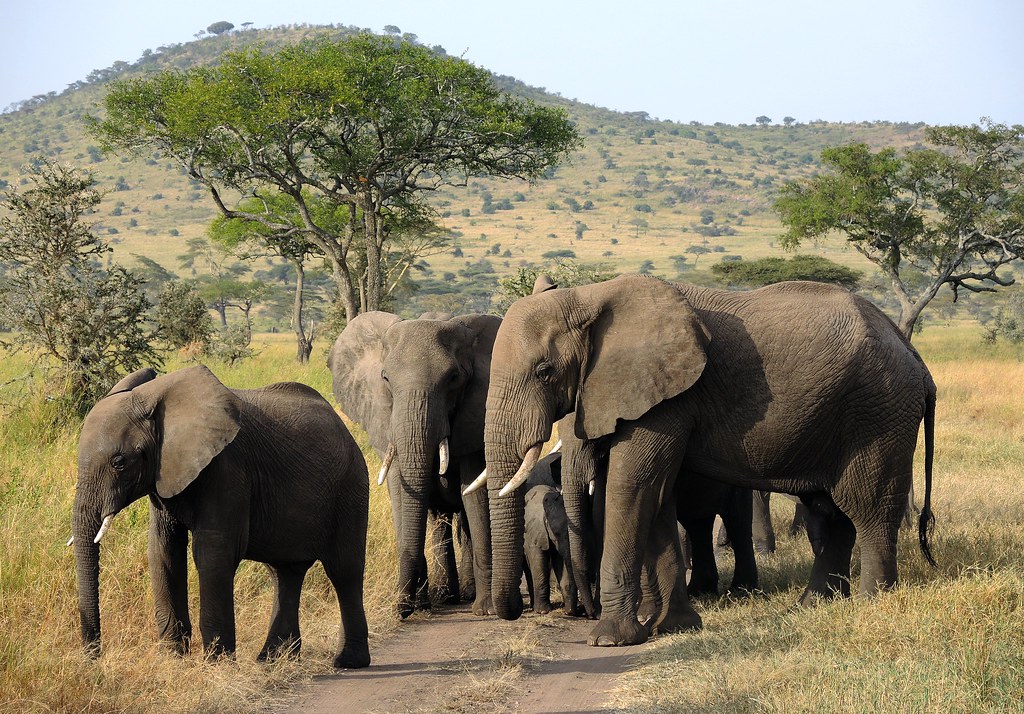 A herd of Elephants Serengeti national park Tanzania