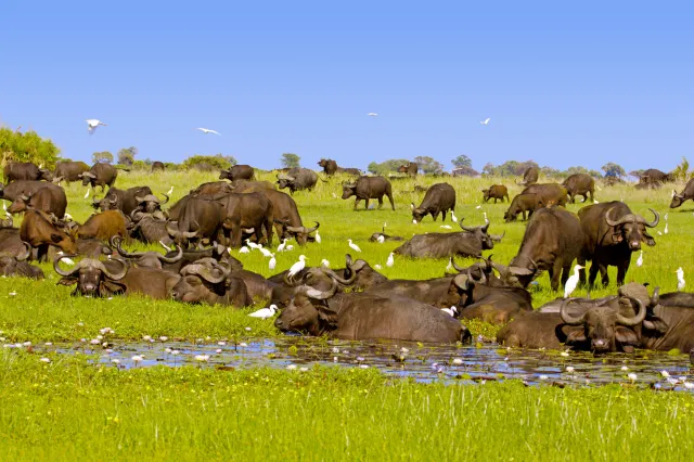 A herd of buffalos Okavango delta Botswana