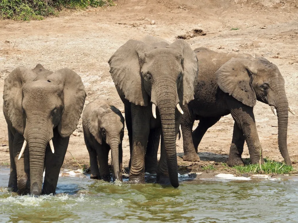 A herd of elephants Queen Elizabeth national park Uganda
