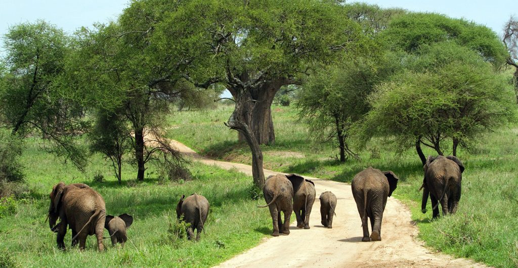 A herd of elephants Tarangire national park Tanzania