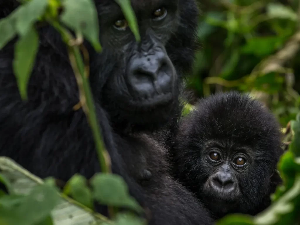 A mother gorilla and her baby bwindi impenetrable national park Uganda