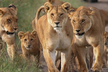 A pride of Lions Lake Nakuru national park Kenya