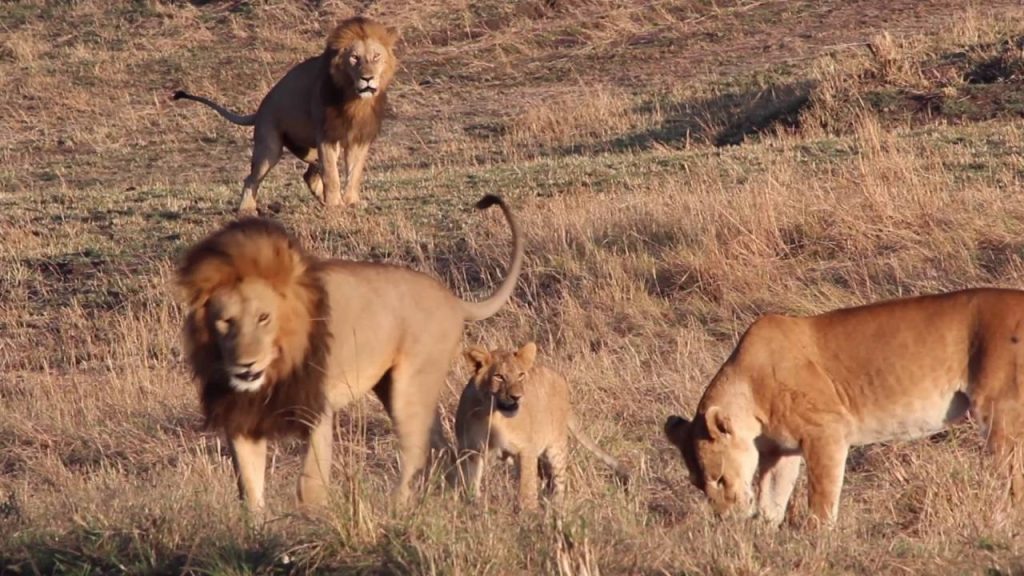 A pride of lions Serengeti national park Tanzania