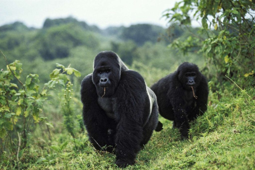  A-silver-back-gorilla-and-a-black-back-gorilla-Bwindi-impenetrable-national-park. Uganda 