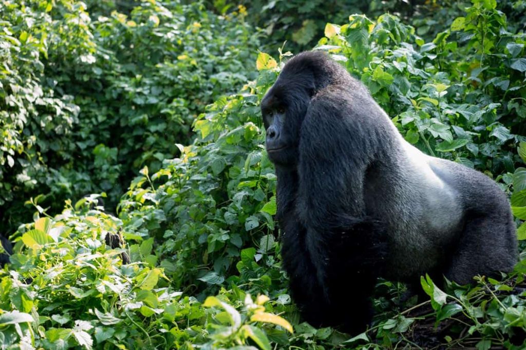 Adult sliver back gorilla Bwindi impenetrable national park Uganda