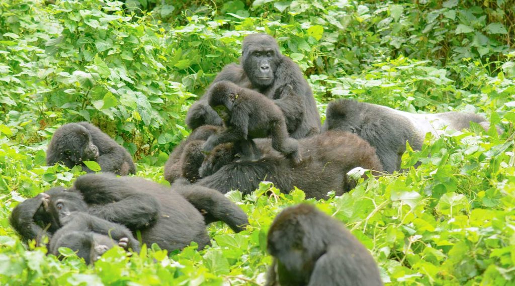 A gorilla family Bwindi Impenetrable national park Uganda
