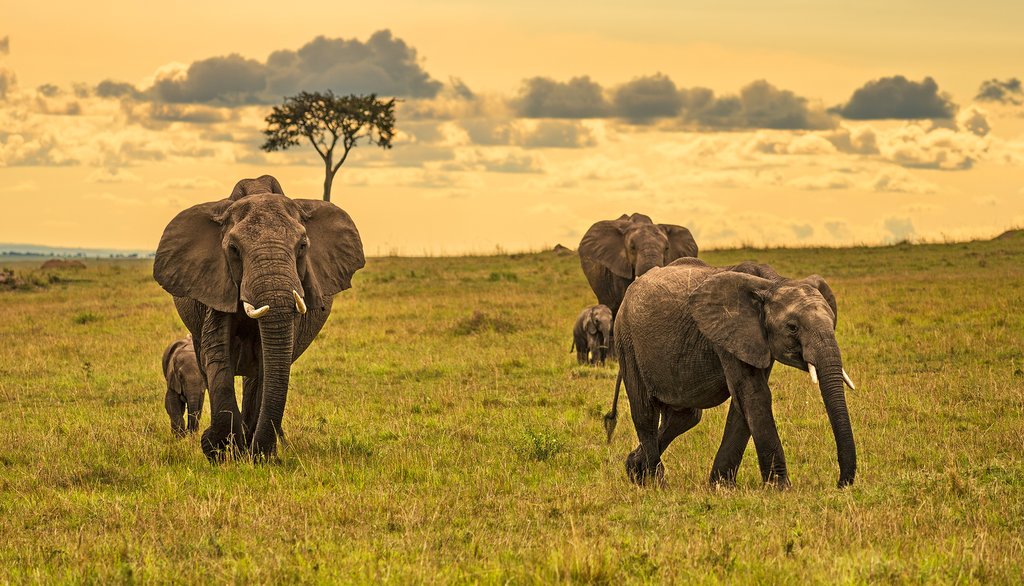 A herd of elephants Maasai mara game reserve Kenya