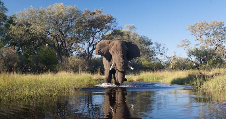 An elephant walking through Okavango delta Botswana