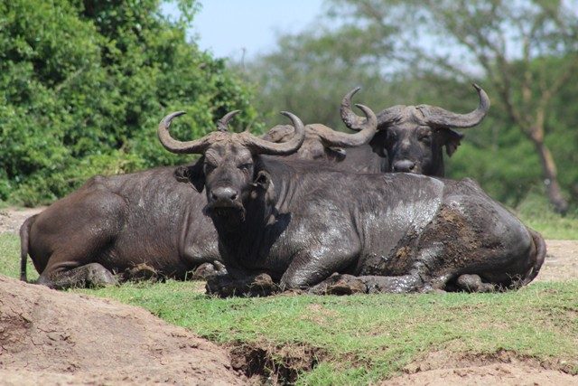 Buffaloes Queen Elizabeth national park Uganda