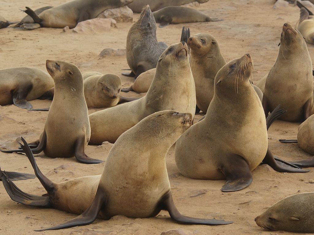 Cape fur seals seal island cape town
