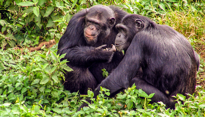 Chimpanzee Kibale National Park Uganda