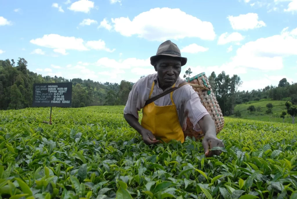 Farmer picking tea Fortpotal Uganda