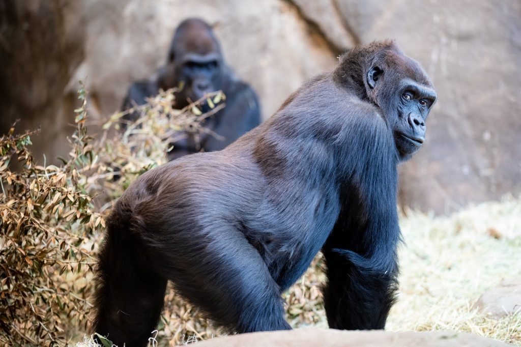 Female black back gorilla Uganda