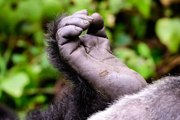 Foot of a mountain gorilla