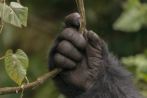 Hand fingers, nails, palm of a mountain gorilla