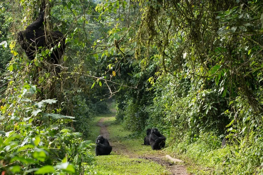 Gorillas sitting along a foot path bwindi impenetrable national park Uganda