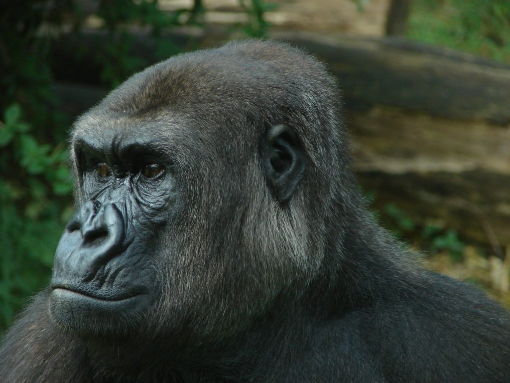 Head of a gorilla Bwindi impenetrable national park Uganda