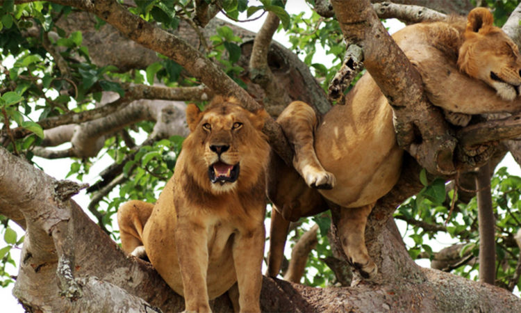 Lions up in a tree Queen Elizabeth national park Uganda