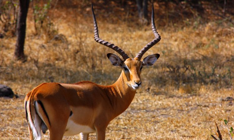 Male impala Lake Mburo National park Uganda