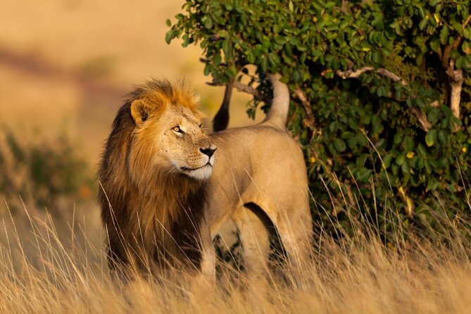 Male lion Maasai mara game reserve Kenya