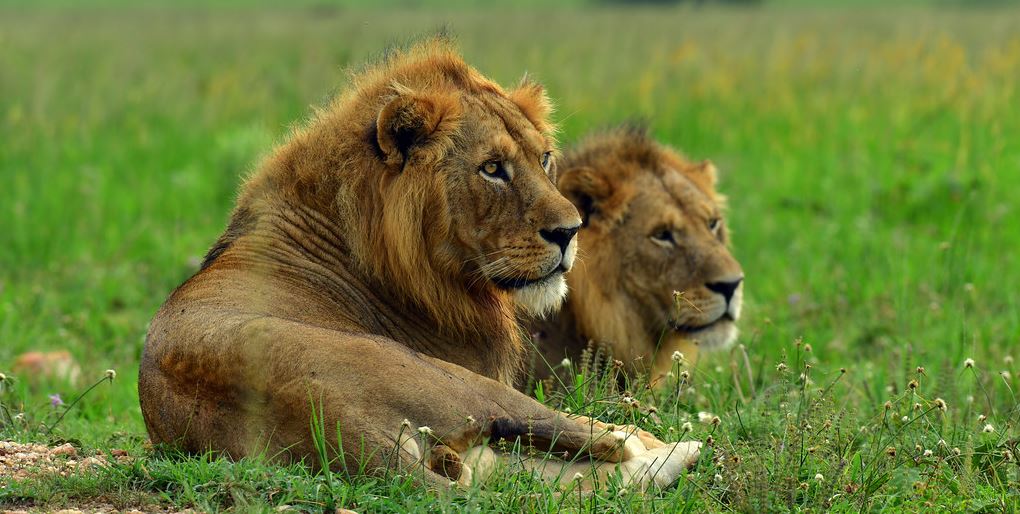 Male lions Murchison falls National park Uganda
