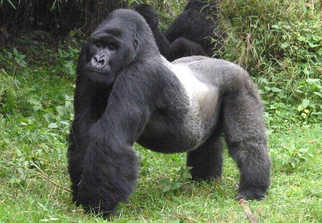 Male sliver back gorilla Uganda