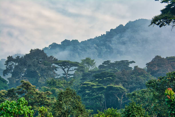 Mist over bwindi forest Uganda
