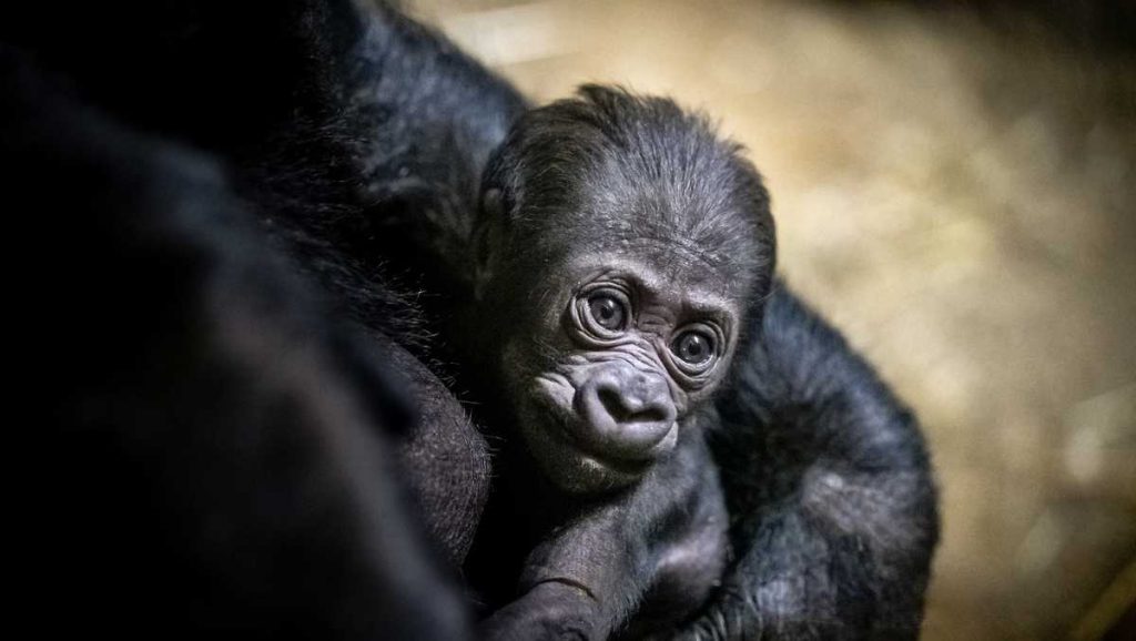 Mother gorilla caring her baby Uganda