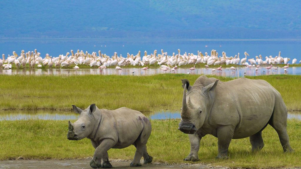 Mother rhino and her calf Lake Nakuru national park Kenya