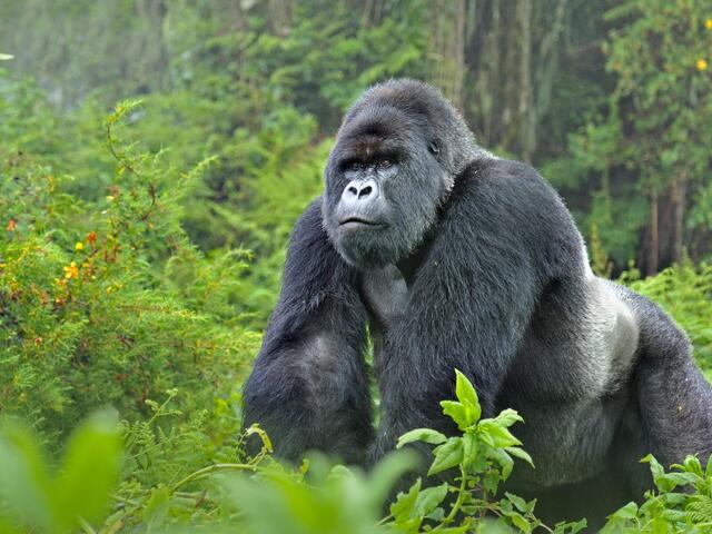 Mountain sliver back gorilla Uganda