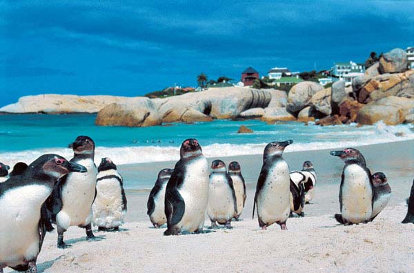 Penguins boulders beach cape town