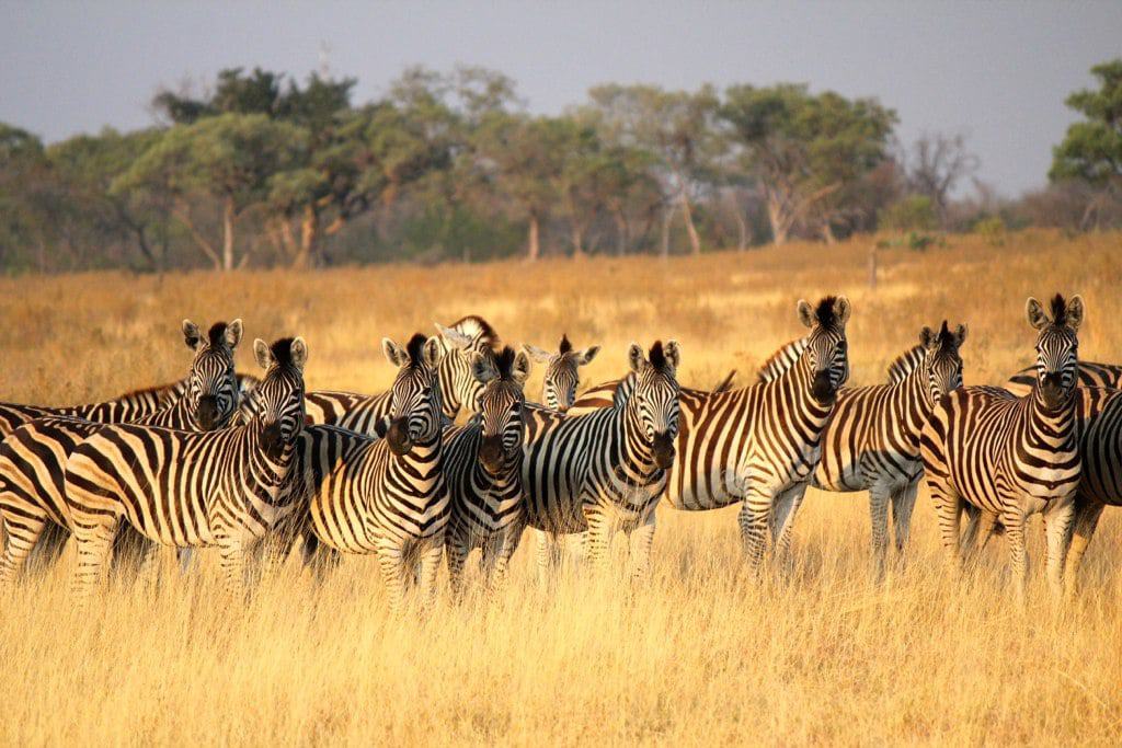 Plains zebra Okavango delta Botswana