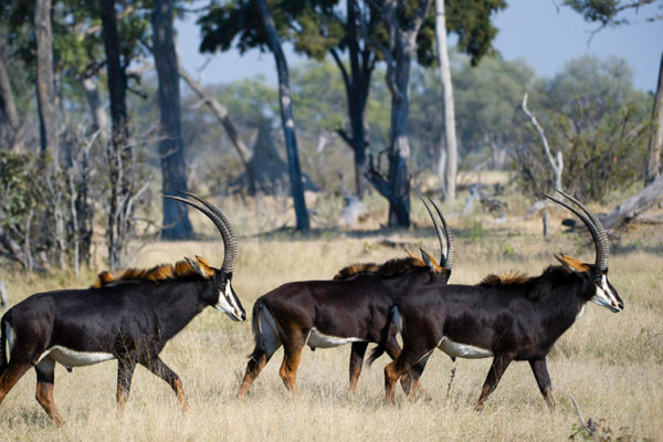 a herd of Sable Antelopes Okavango delta Botswana