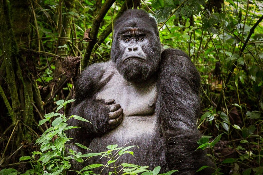 Silver back gorilla bwindi impenetrable national park Uganda