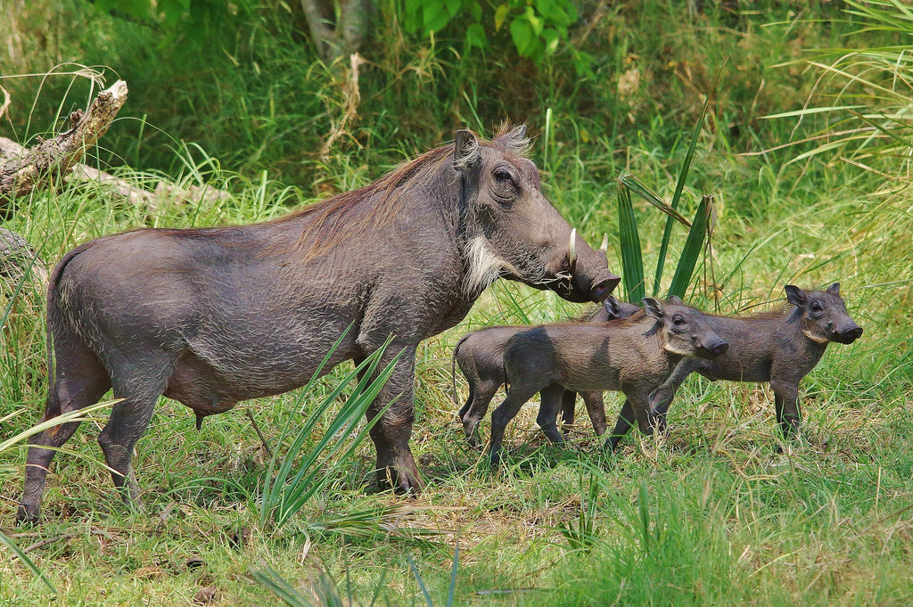 Warthog mother and her babies Okavango delta Botswana