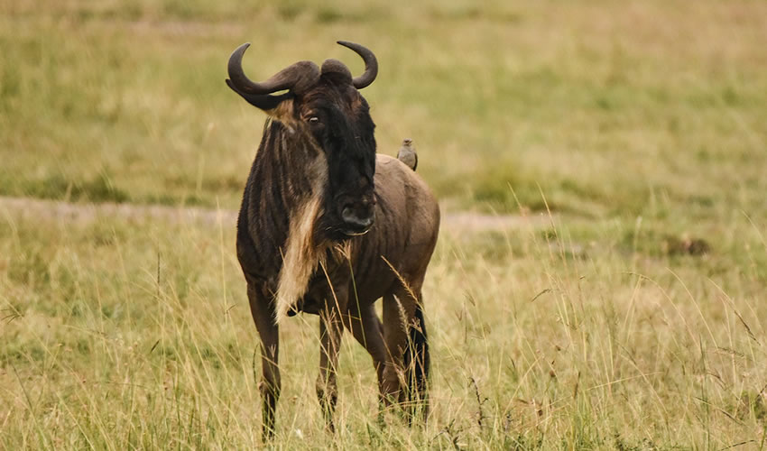 Wildebeest Serengeti national park Tanzania