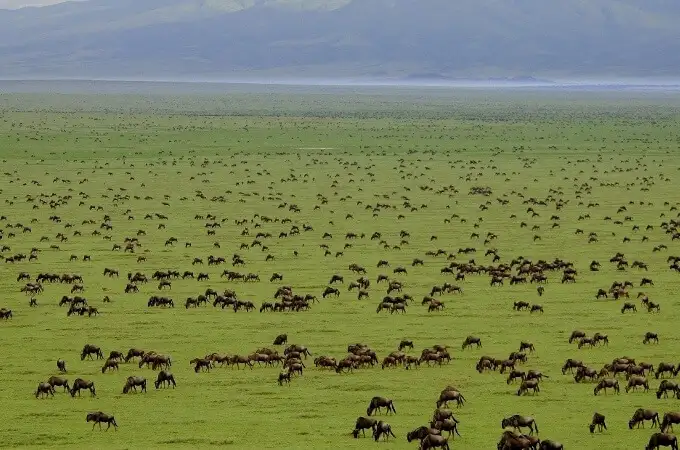 Wildebeests Serengeti-National-Park Tanzania