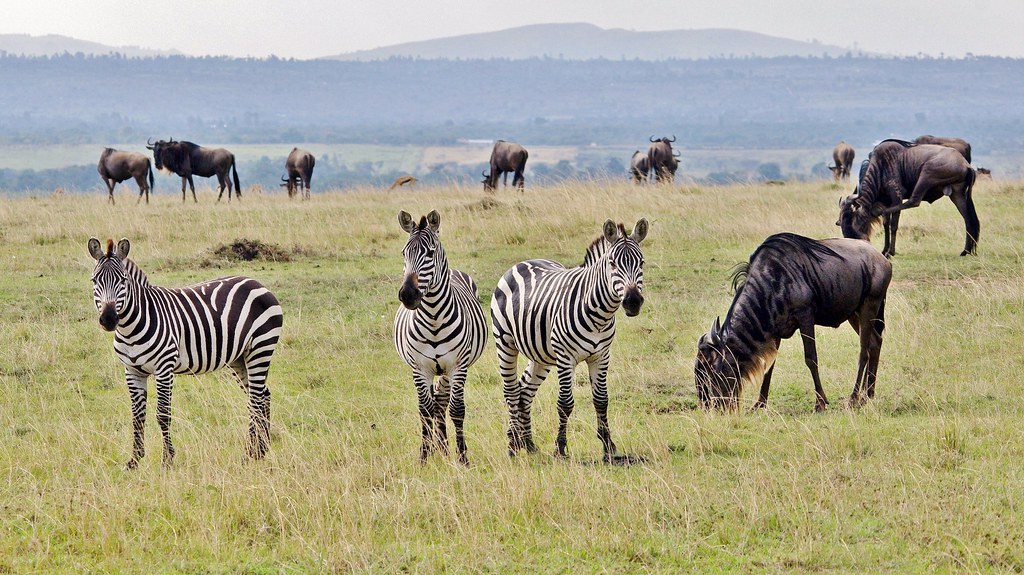 Zebra and wildebeests Serengeti national park Tanzania
