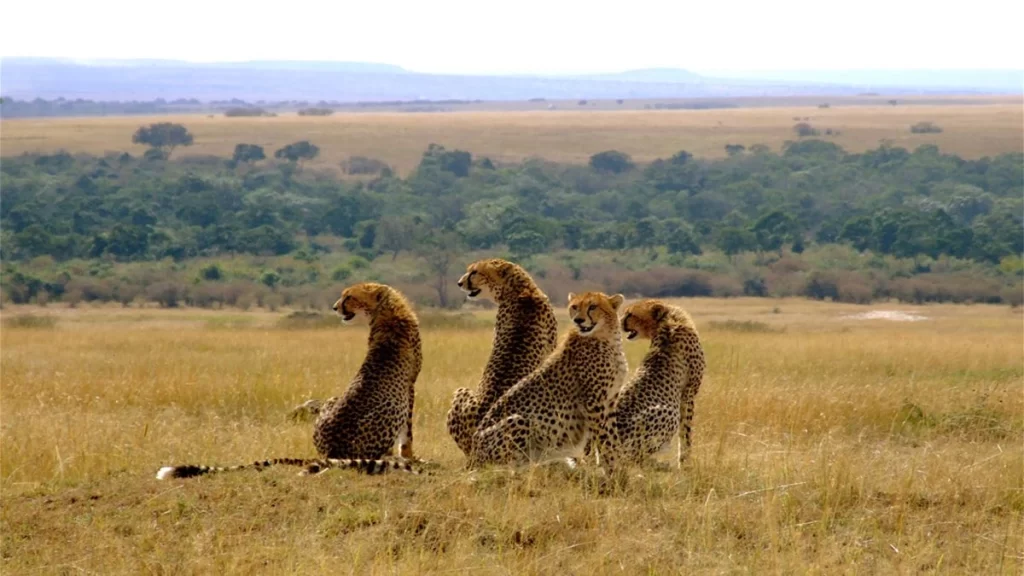 coalition 0f Cheetahs Maasai mara game reserve Kenya