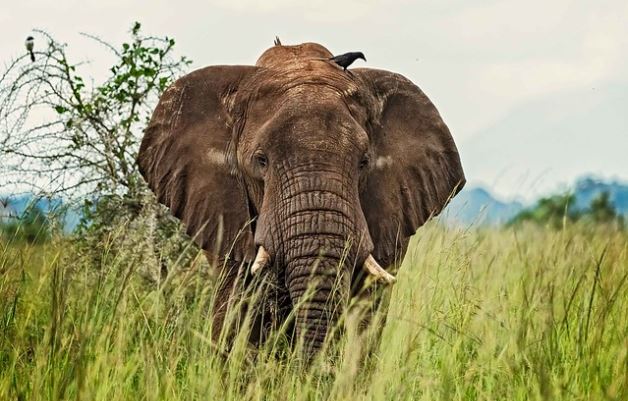 elephant Kidepo-national-park-Uganda