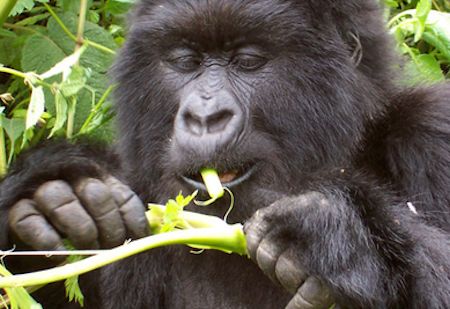 gorilla eating leaves and stem from a tree Uganda