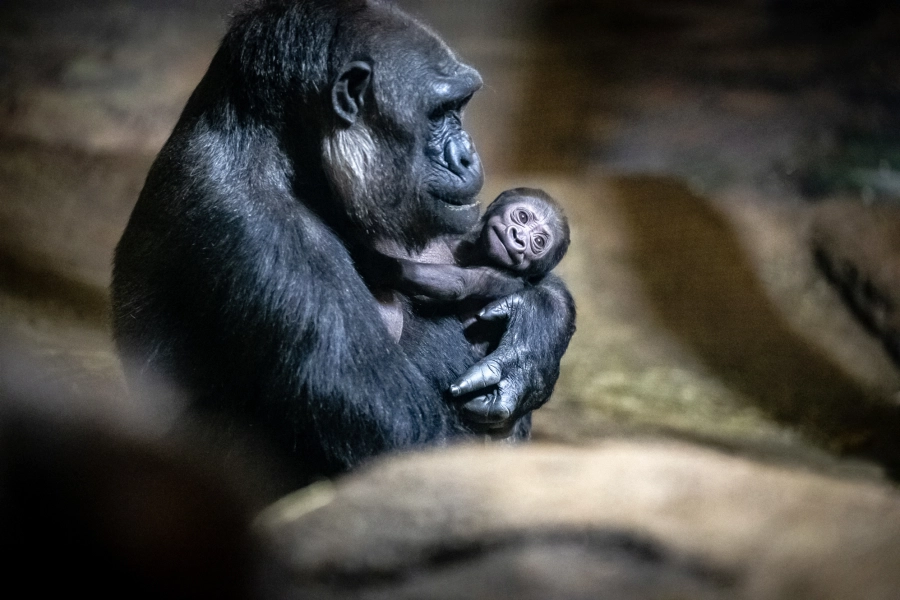 gorilla with her baby