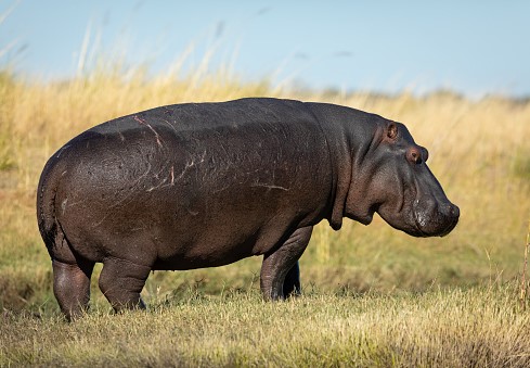 hippopotamus Okavango delta Botswana.