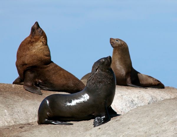A family of Galapagos Fur Seal Island cape town.